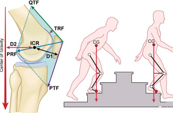  数字图像相关(DIC)技术用于生物力学和生物材料测试
